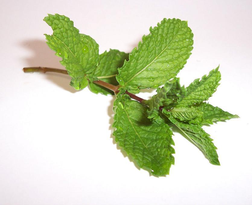 como plantar menta e cuidar em vaso