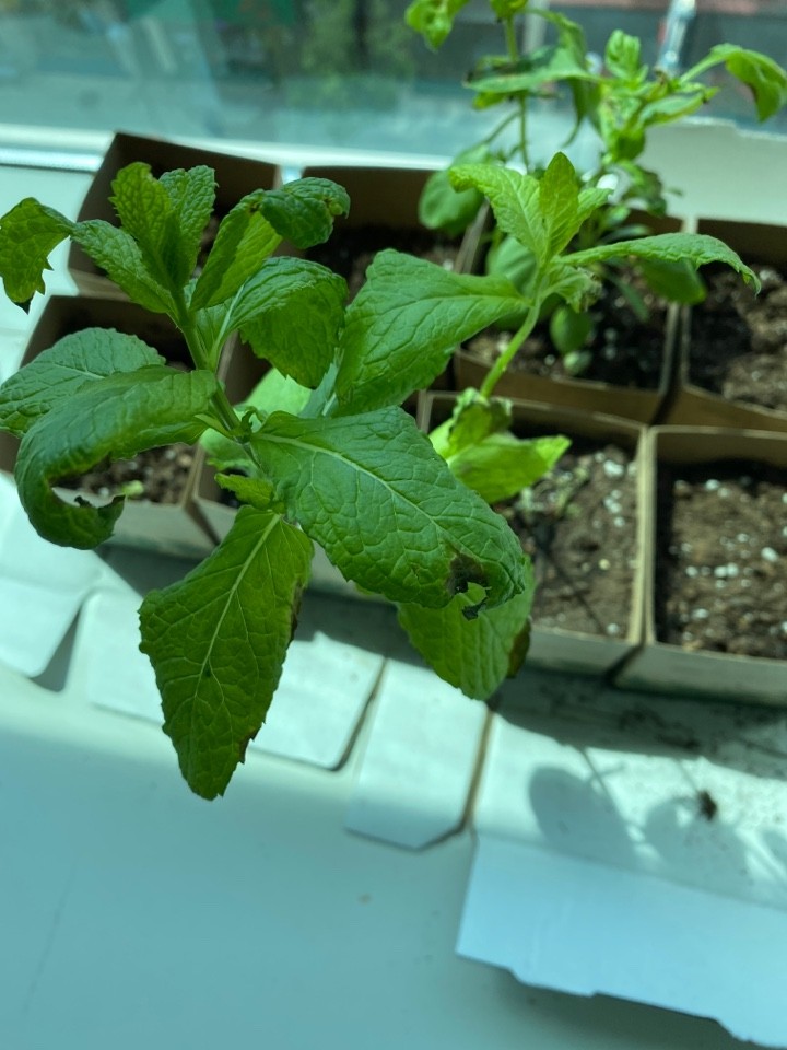 Benefícios da Menta para a Saúde e Culinária