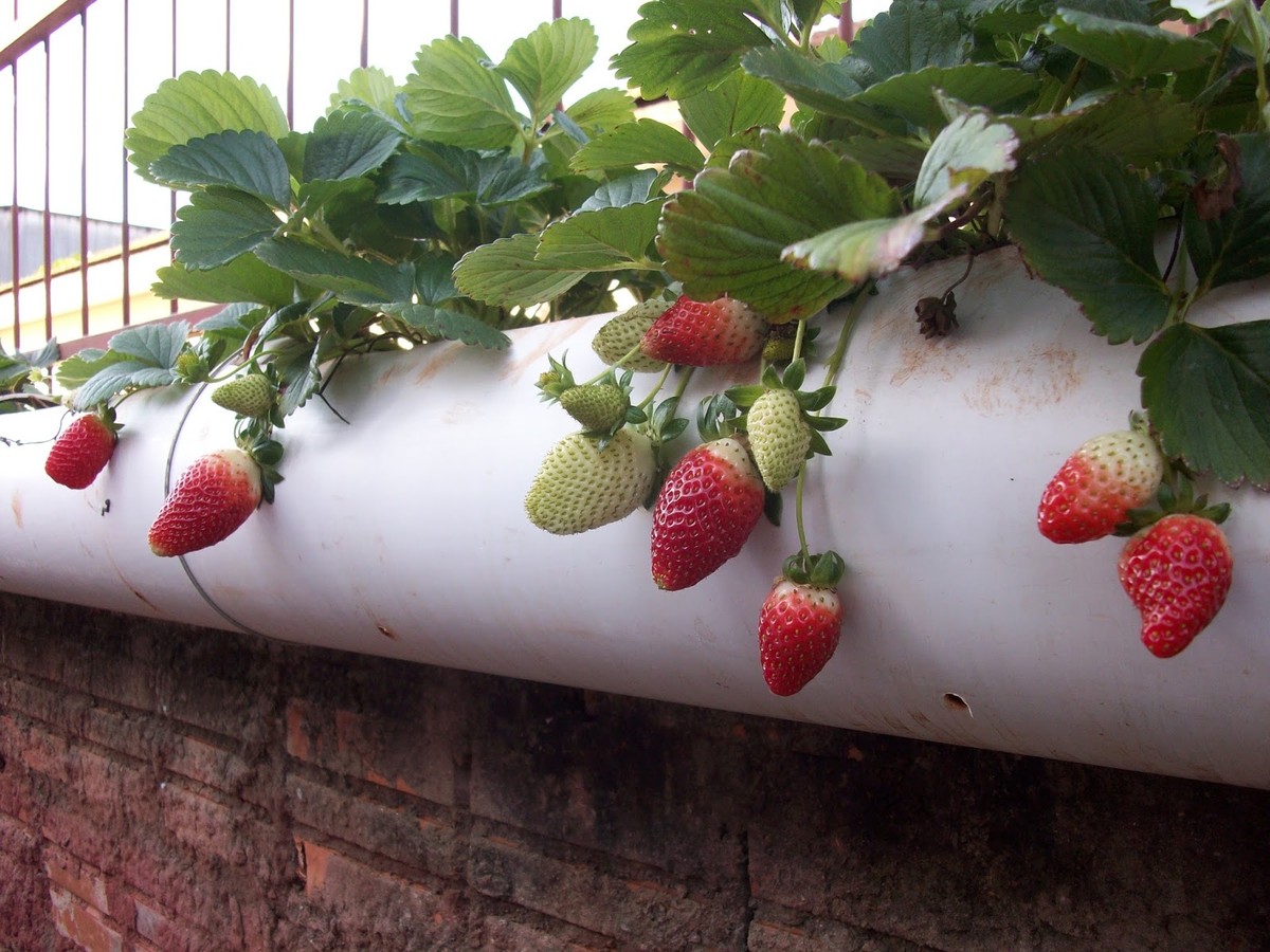 como plantar morango em cano pvc