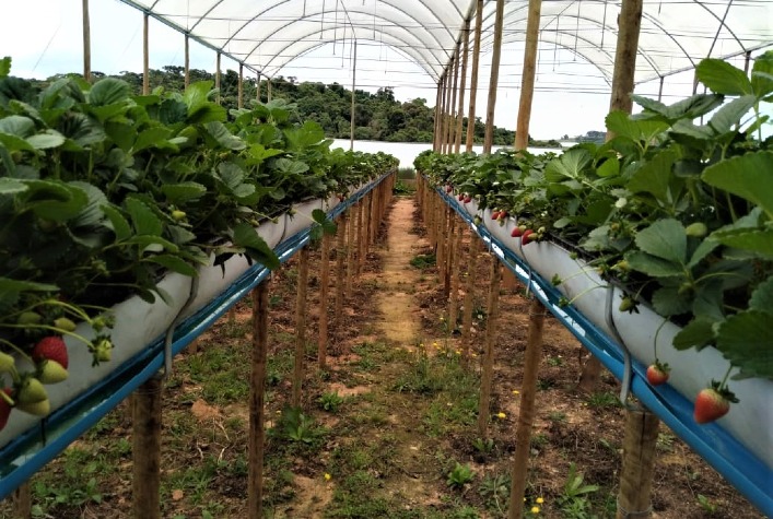 Melhores substratos para morango em cano PVC