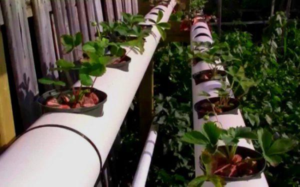 Solução de problemas comuns no cultivo de morango em cano PVC