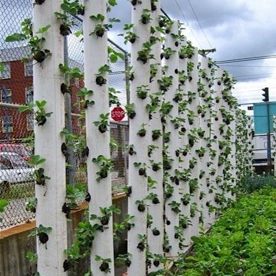 Melhores substratos para morango em cano PVC