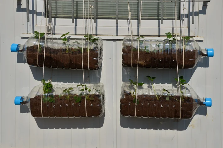 Guia completo da adubação de morangos orgânicos