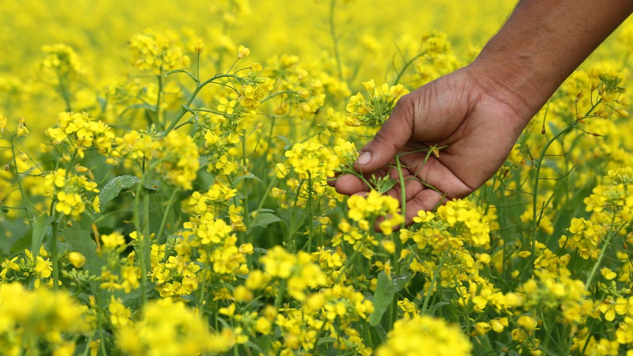 Guia Completo de Adubação para Hortaliças Folhosas