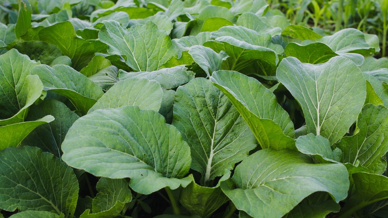 Como plantar mostarda lisa em vasos: Guia completo