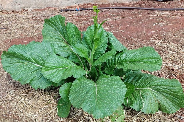 Diferenças entre Mostarda para Folhas e Mostarda para Grãos