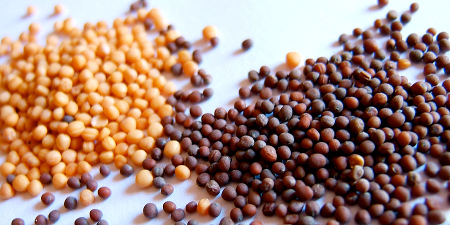 Guia Completo de Preparo do Solo para Mostarda