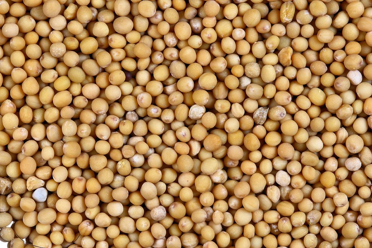 Benefícios da Mostarda para a Saúde e Culinária