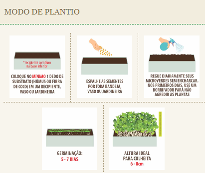 Diferenças entre Mostarda para Folhas e Mostarda para Grãos