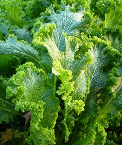 Benefícios Nutricionais da Mostarda para a Saúde