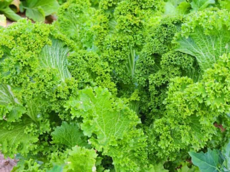 Como Evitar Pragas Comuns no Cultivo de Mostarda