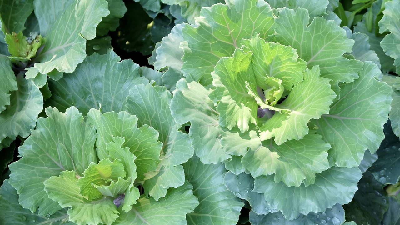 Receitas Deliciosas com Folhas Frescas de Mostarda