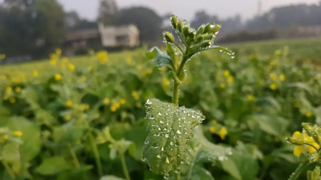 Benefícios Nutricionais da Mostarda para a Saúde