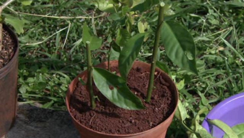 como plantar ora-pro-nóbis e fazer mudas