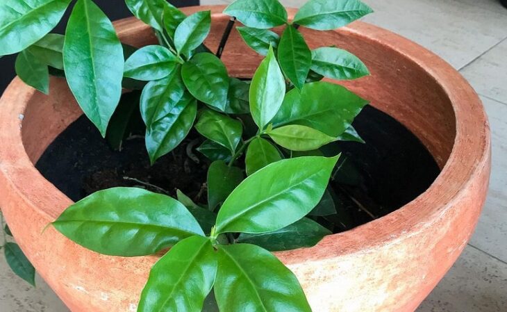 como plantar ora-pro-nóbis e fazer mudas