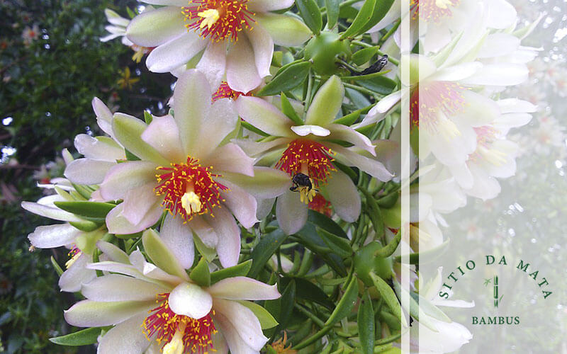 5 ideias de títulos