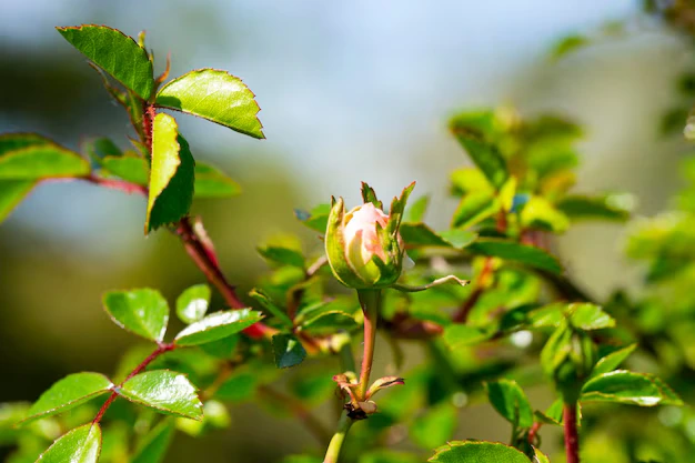 como plantar ora-pro-nóbis e fazer mudas