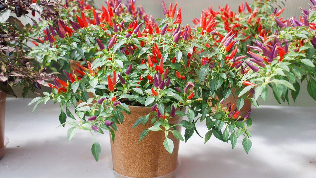 Tipos de Pimenta Malagueta e Suas Características