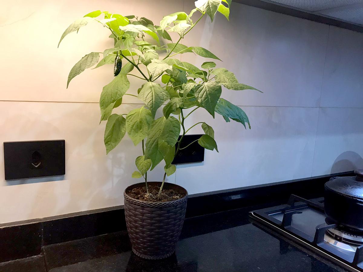 Identificação e Controle de Pragas Comuns em Pimenteiras