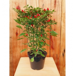 Como Fazer um Vaso de Autoirrigação para Pimentas