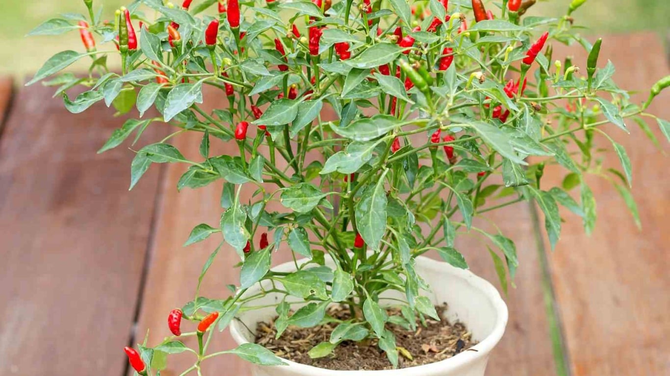 Benefícios e Riscos do Consumo de Pimenta Malagueta