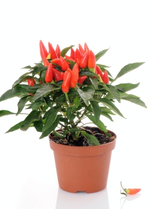 como plantar pimenta malagueta em vaso