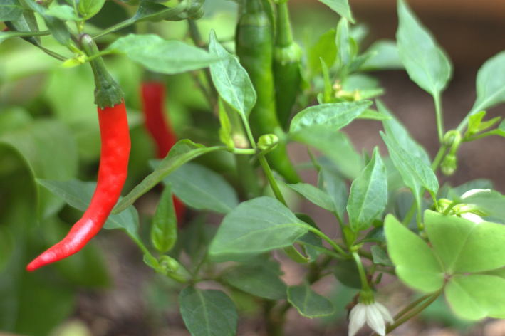 Tipos de Pimenta Malagueta e Suas Características