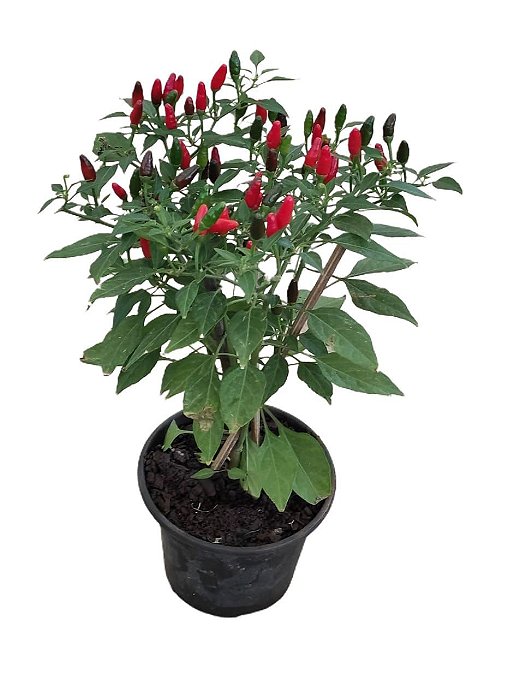 Como Fazer um Vaso de Autoirrigação para Pimentas