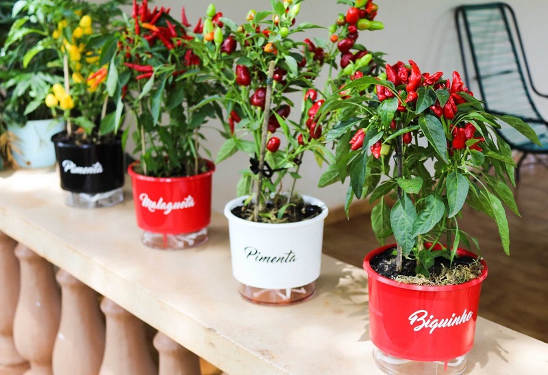 Receitas Picantes com Pimenta Malagueta Fresca