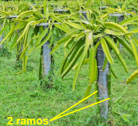 Tipos de Suportes para Pitaya: Vantagens e Desvantagens