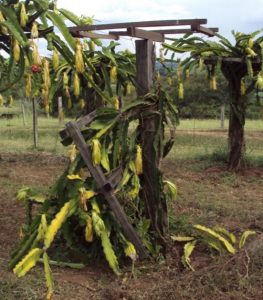 Guia Completo de Irrigação para Pitaias