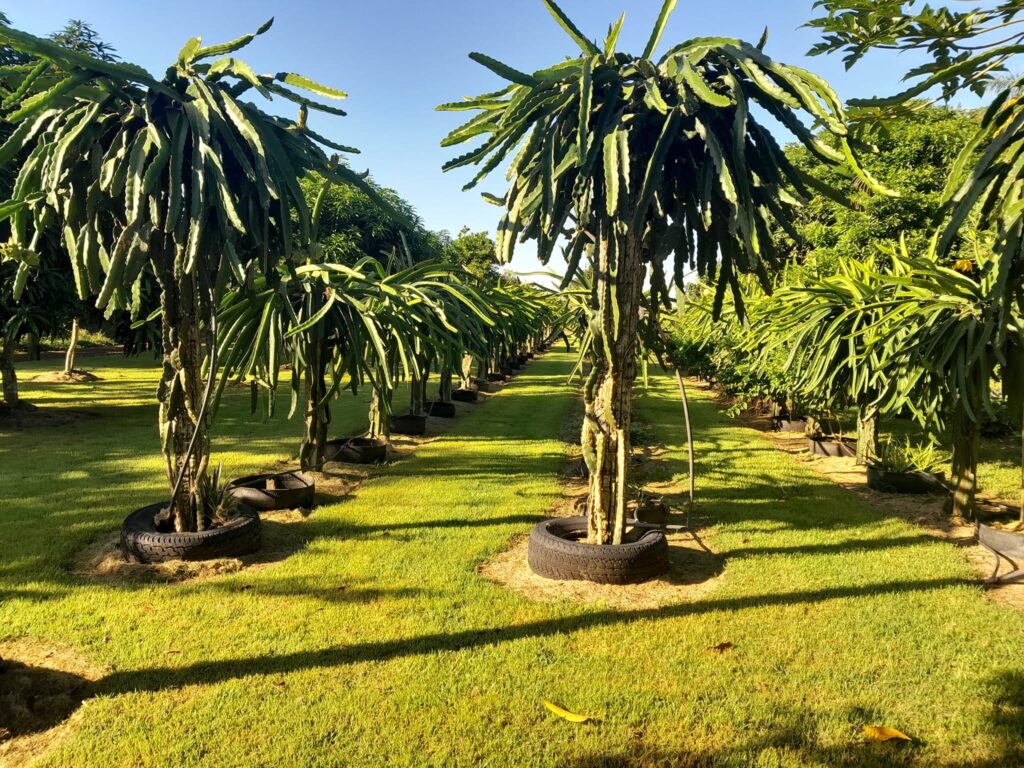 Manejo de Pragas e Doenças em Cultivos de Pitaya