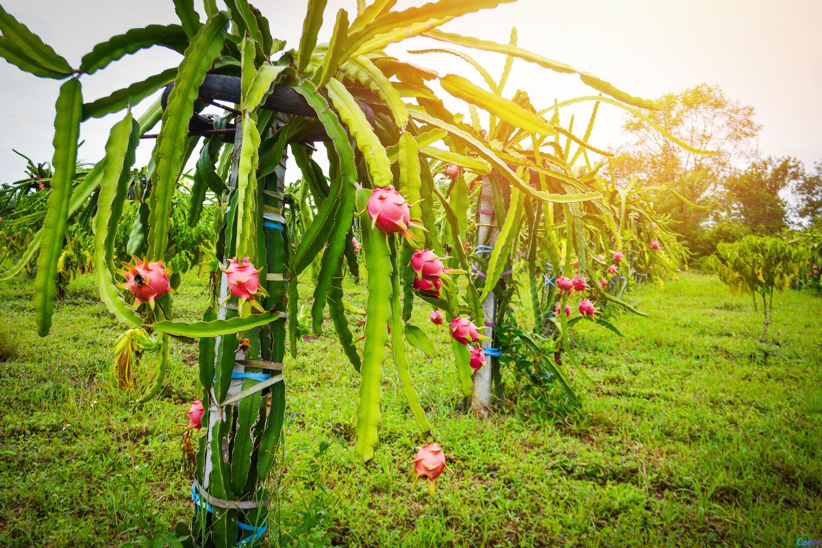 Colheita e Pós-Colheita da Pitaya: Dicas Essenciais