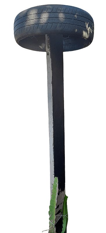 como plantar pitaia e fazer suporte