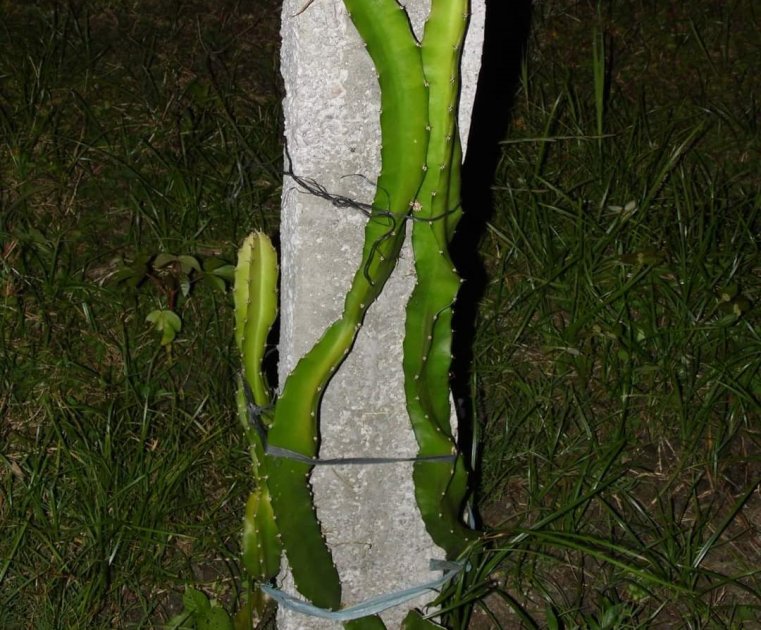 Tipos de Suportes para Pitaya: Vantagens e Desvantagens