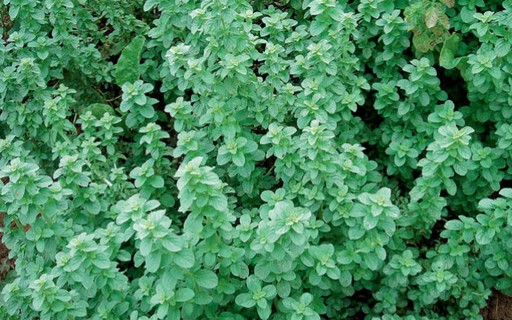 Poejo: Guia Completo de Plantio e Cuidados Essenciais