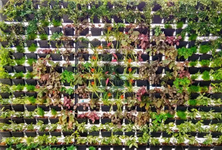 Como Usar o Poejo como Repelente Natural no Seu Jardim