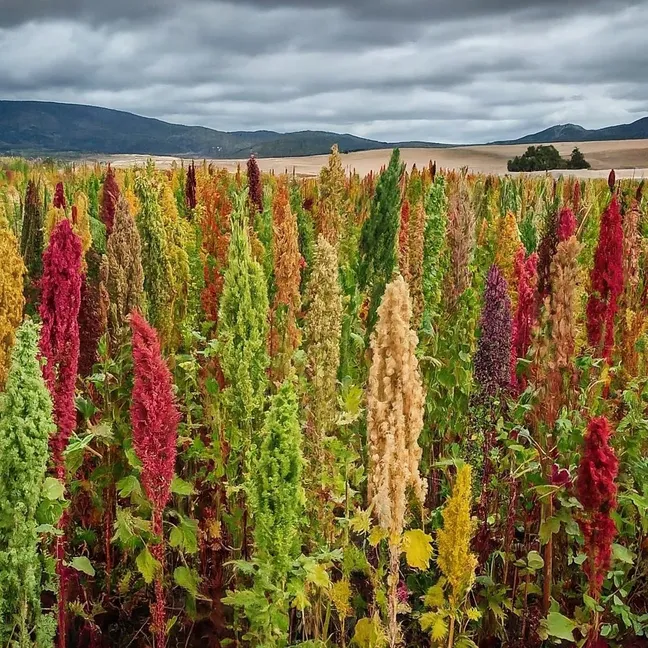 como plantar quinoa no quintal