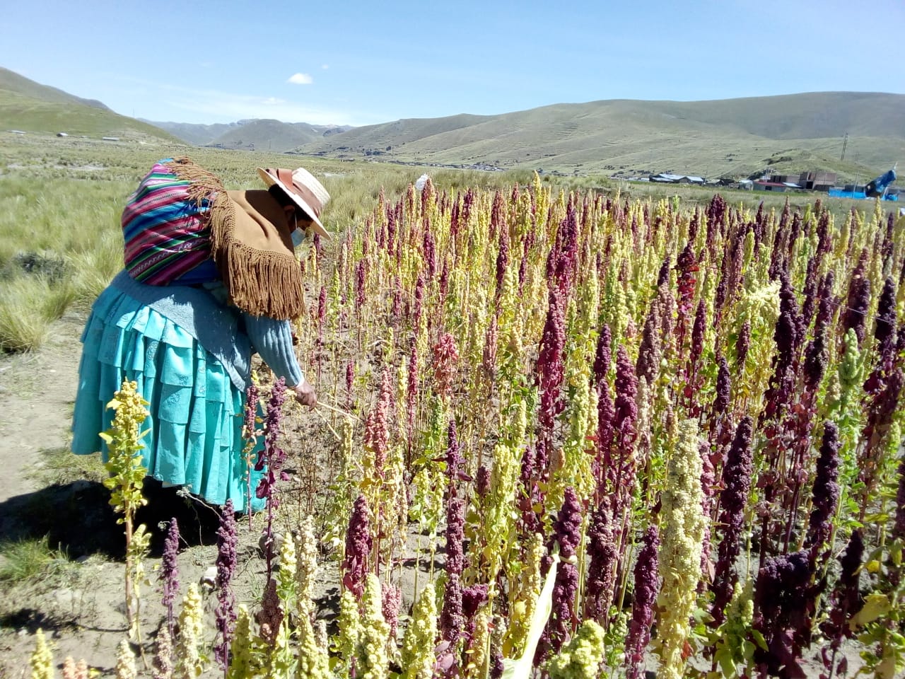 Como preparar o solo para o plantio de quinoa