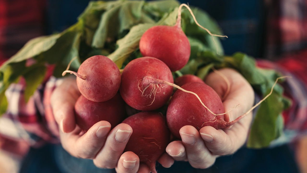 5 Dicas Essenciais para o Preparo do Solo do Rabanete