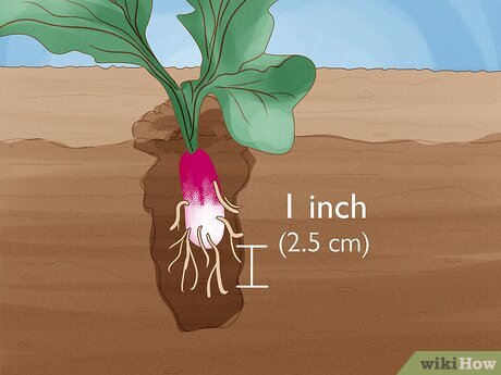 Guia Completo de Semeadura de Rabanetes