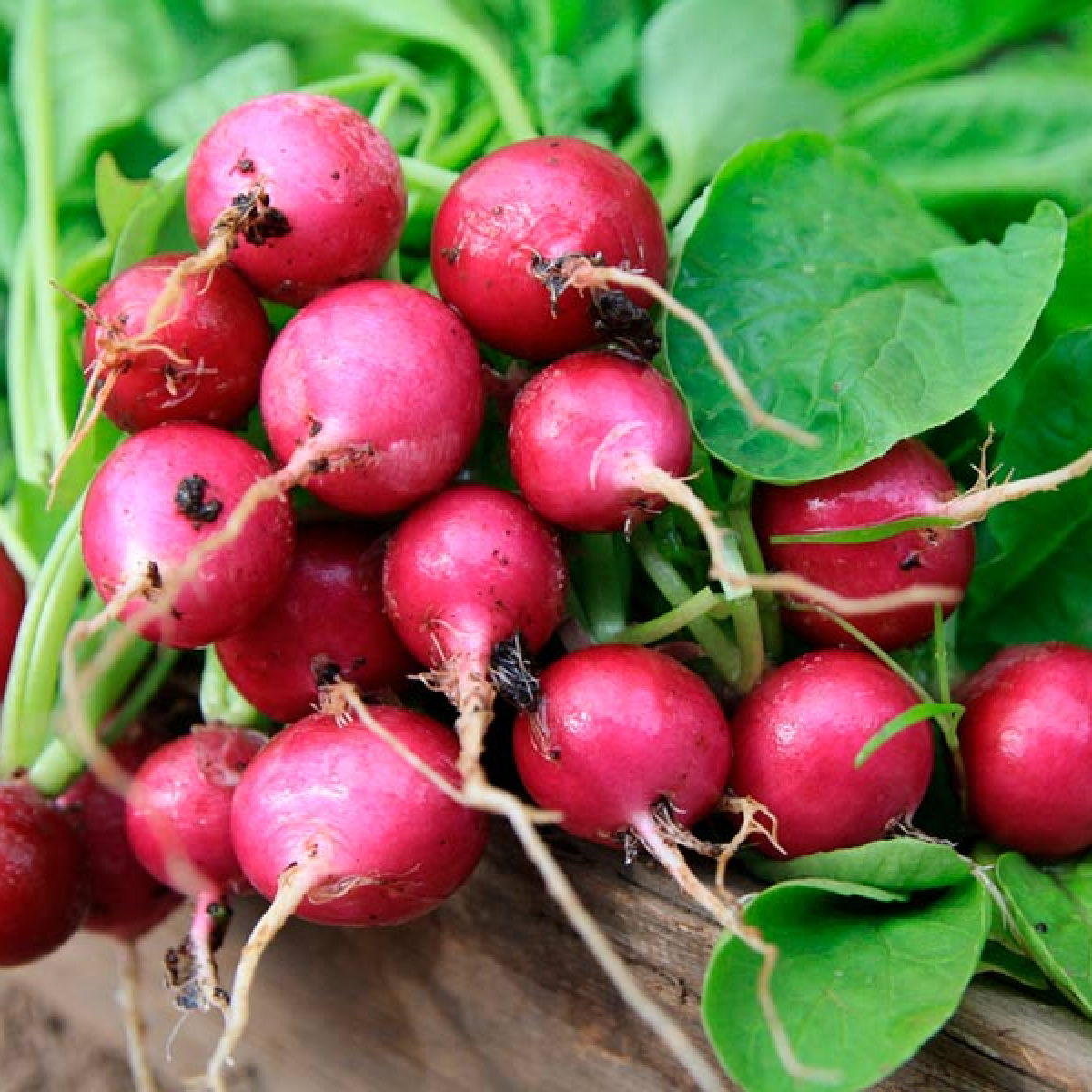 Como Evitar que o Rabanete Fique Picante ou Rachado