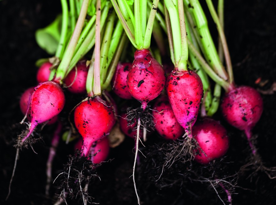 Colheita Perfeita: Saiba o Ponto Certo do Rabanete