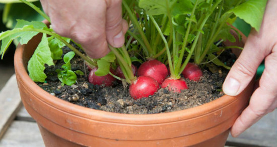 5 Dicas Essenciais para o Preparo do Solo do Rabanete