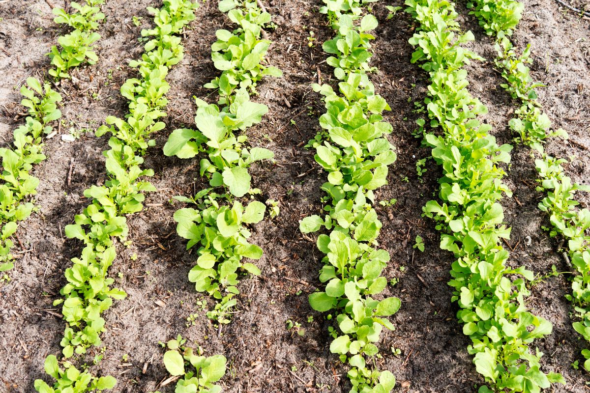 A Importância do Espaçamento no Plantio de Rabanetes