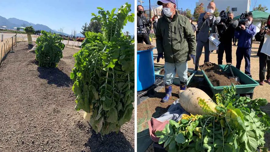 Colheita no Ponto Certo: Quando e Como Colher Rabanetes