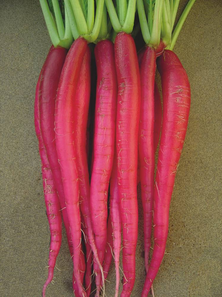 como plantar rabanete gigante