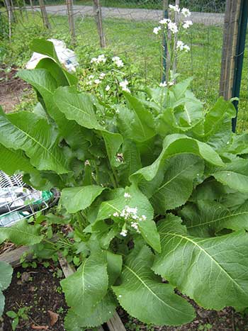 como plantar raiz forte em casa