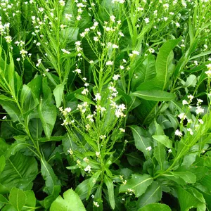 Guia Completo: Como Cultivar Wasabi em Casa (Desafios e Soluções)