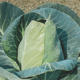 como plantar repolho coração de boi